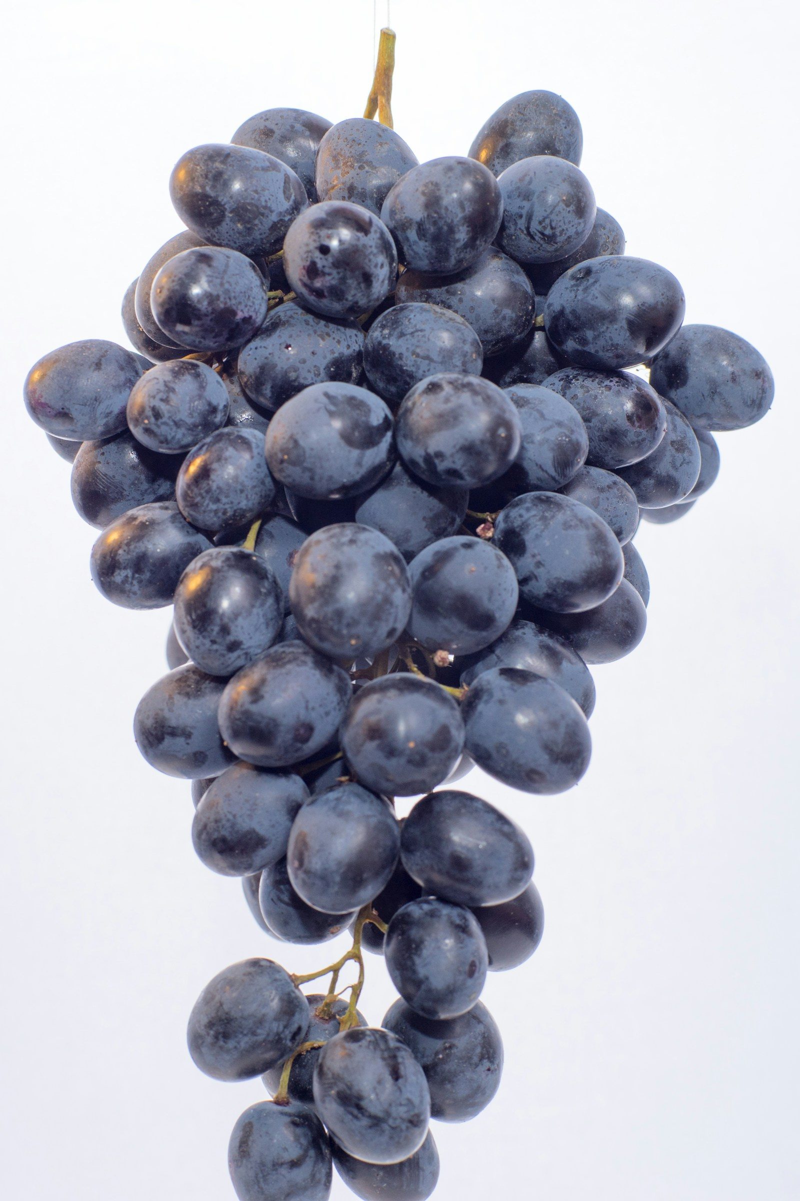 Huile de pépins de raisin : la fiche complète